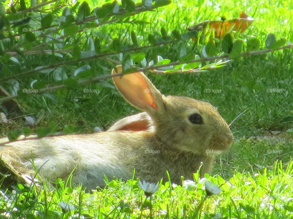 cute rabbit