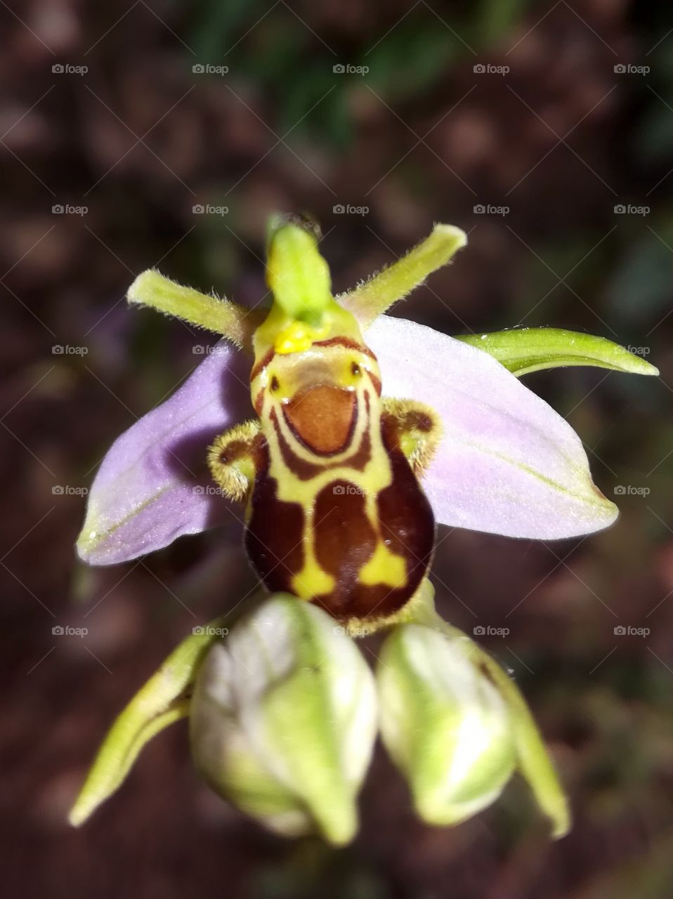 orchidée
