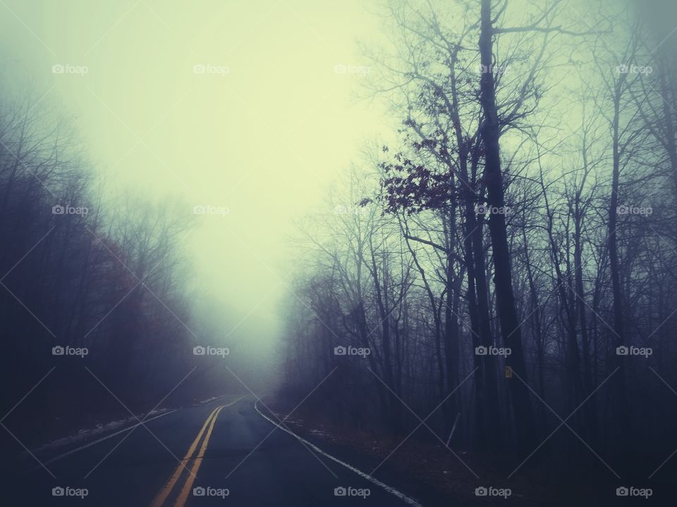 Road, Landscape, Tree, Fog, No Person