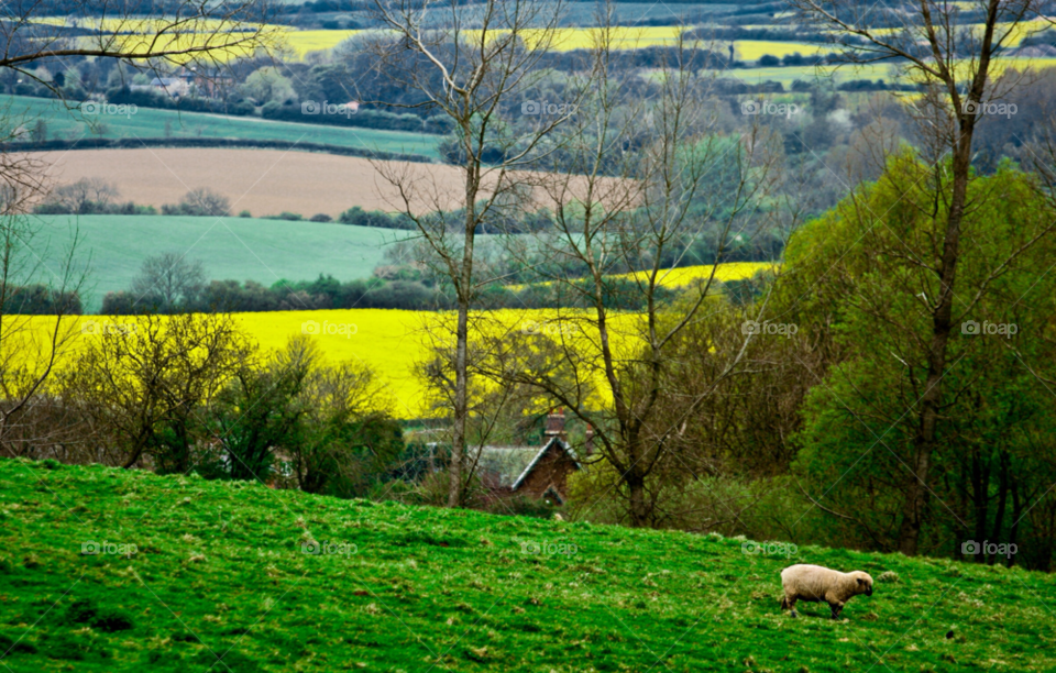 spring fields seasons english by maapu