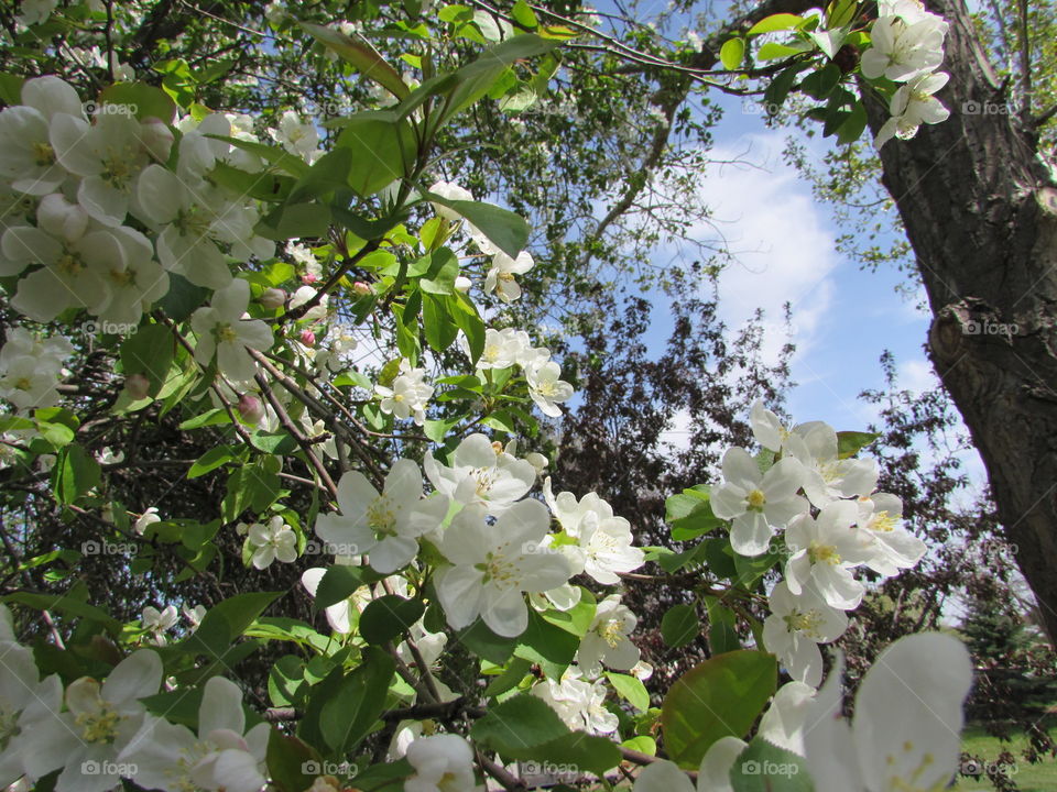 Early spring blossom on crabapple tree looking upwards toward a warm sunny day