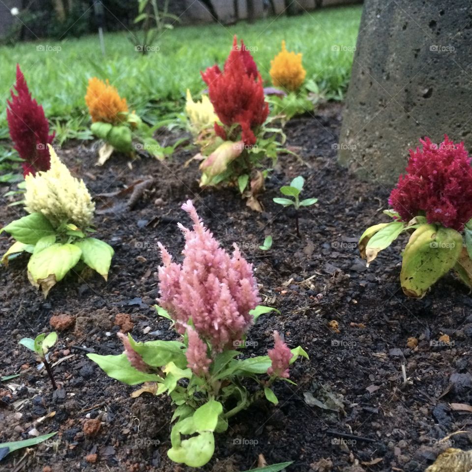 Very beautiful flowers - and very small - to show that in the giant nature there is room for delicacy. / Flores muito bonitas - e bem pequenas - para mostrar que na gigante natureza há espaço para a delicadeza. 