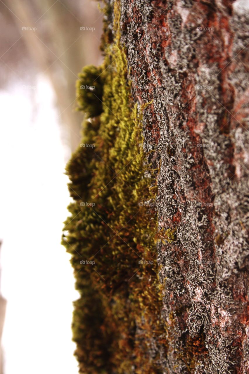 tree bark with moss