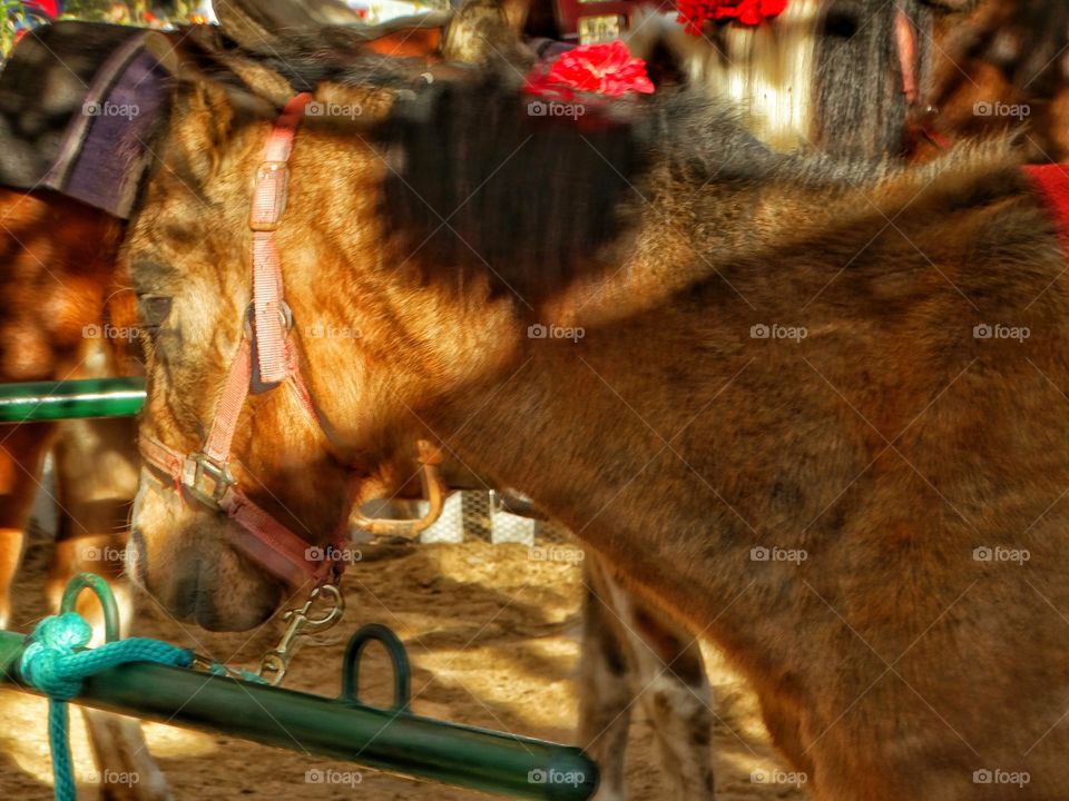 Pony In Harness