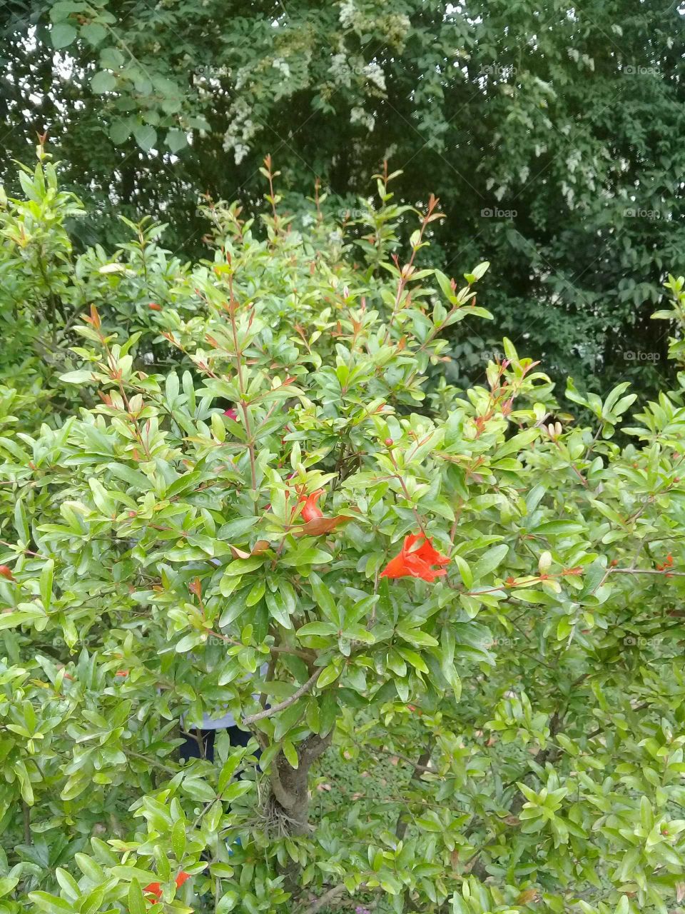 arbusto decorativo llamado "granada de jardín" comenzando a florecer