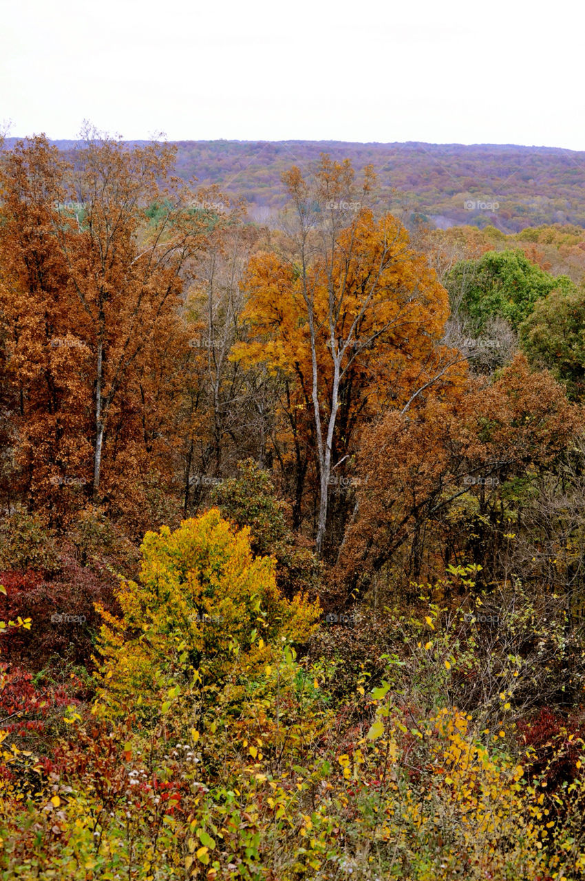 nature outdoors colors tree by refocusphoto