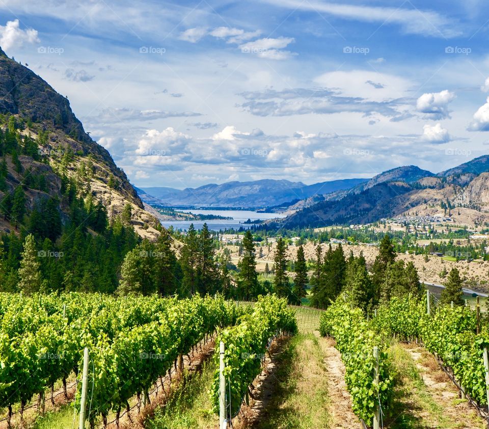 Vineyards with lake and mountain backdrop 