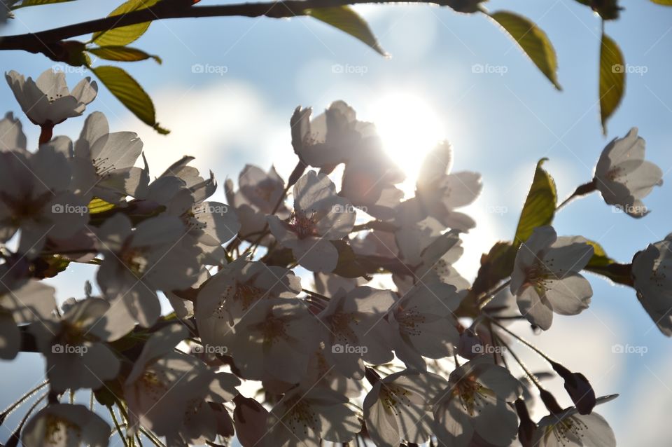 blossom and sun