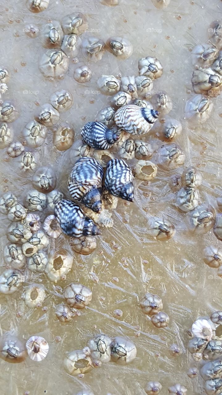 Blue Shells