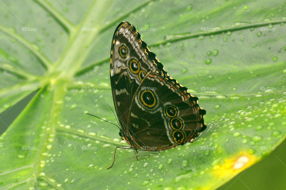 Butterfly in sanctuary