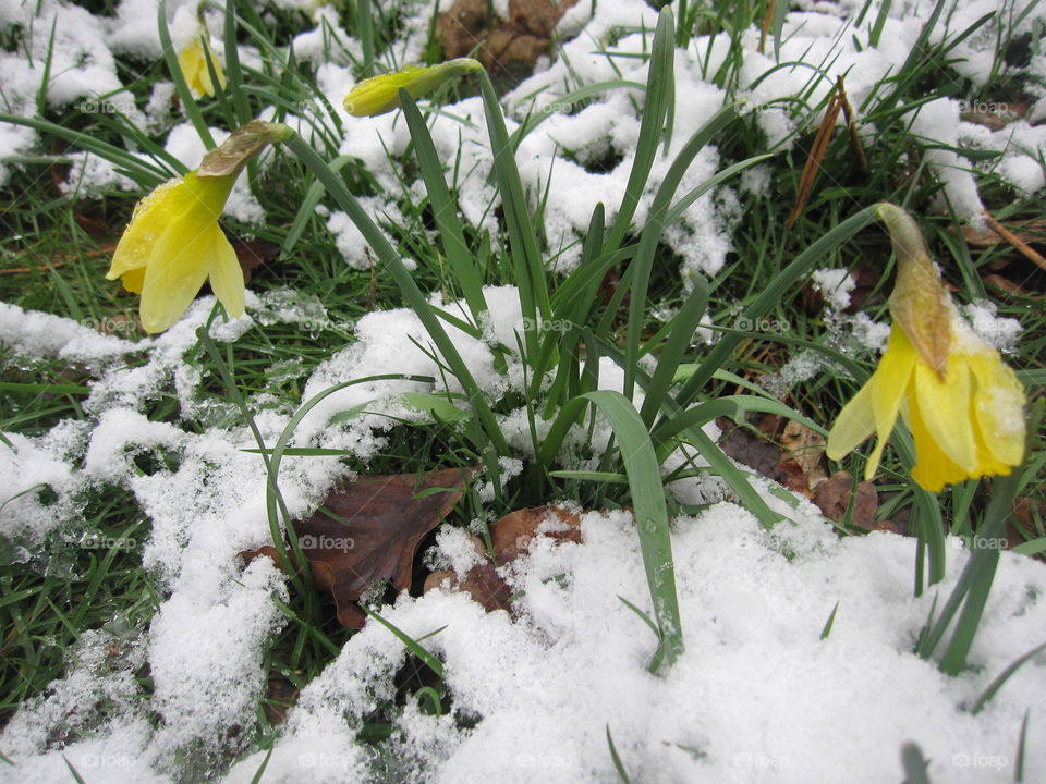 Spring Flowers