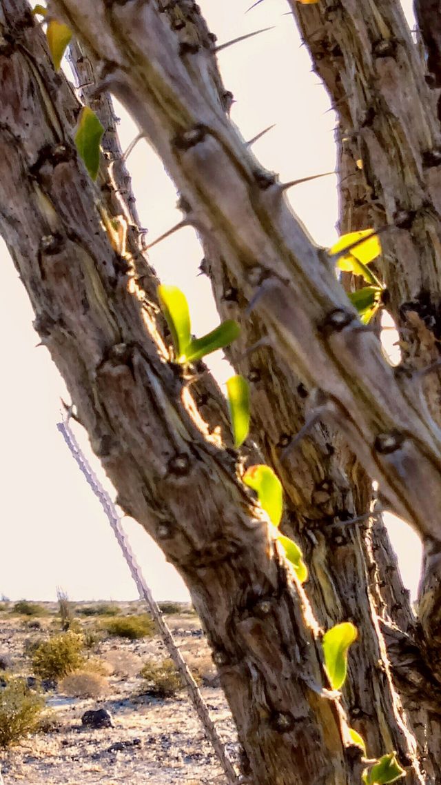 Macro of ocotillo branches - a last few leaves still clinging to life in a spot behind a cluster of branches. Sheltered from the heated, bone dry air, and the brutal wind gusts.