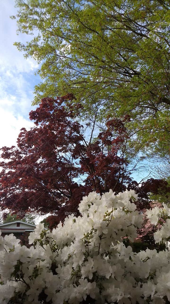 My azaleas and Japanese Maple against a backdrop of sky and tree