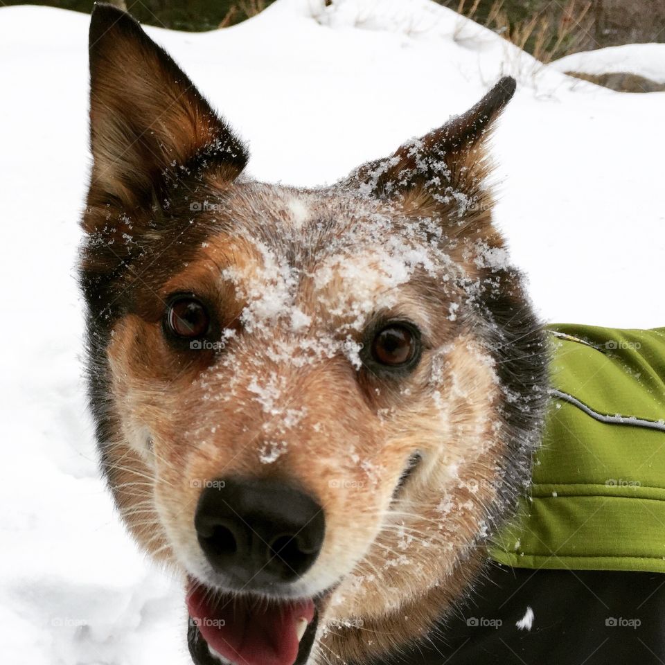 Doggie snow day
