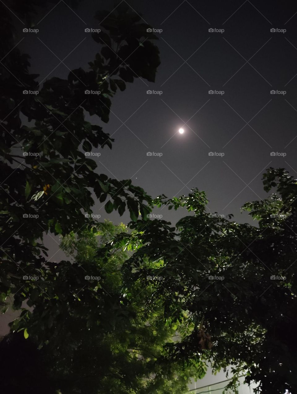 night scene, moon green plant dark sky looks very beautiful generally found everywhere