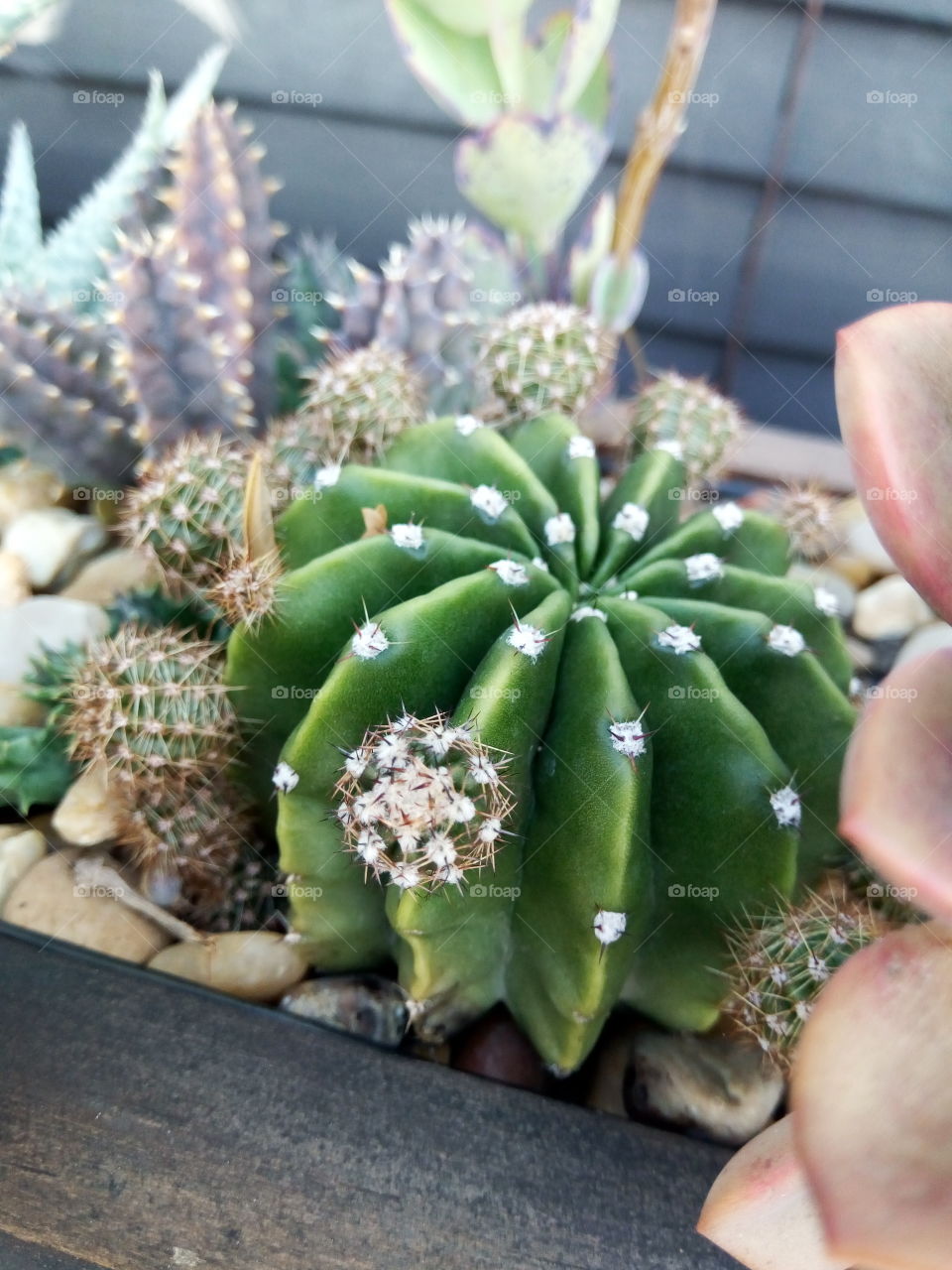 white head cactus