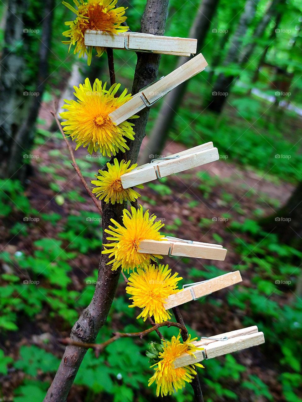 Yellow dandelions hang on a branch, attached with wooden clothespins.