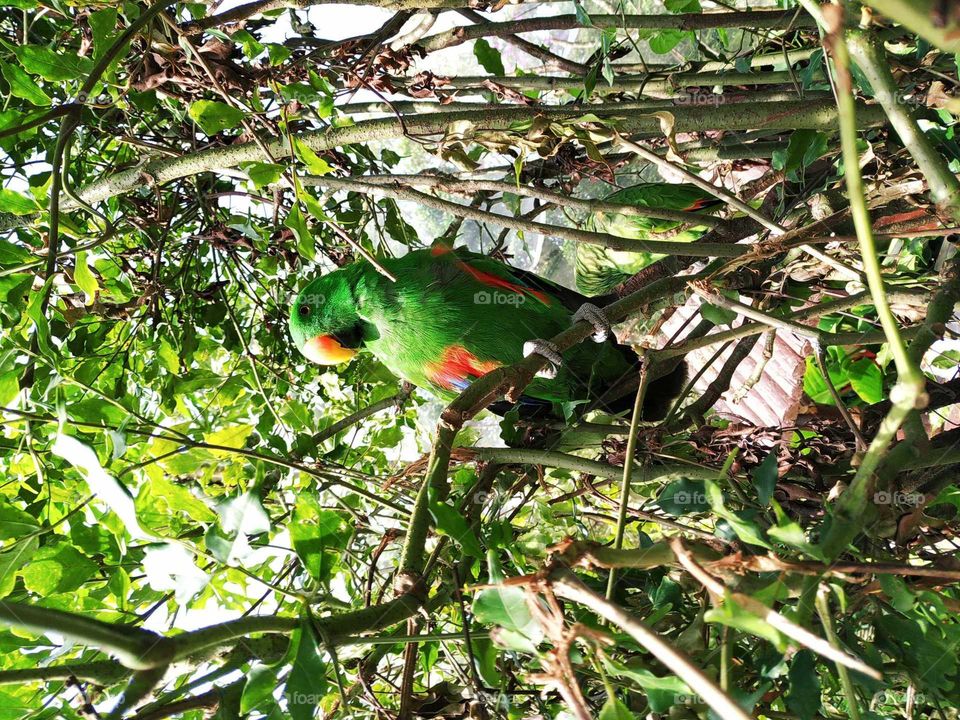 papagaio
