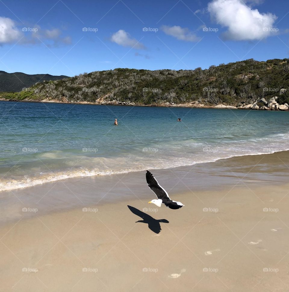 Voo da gaivota. Arraial do cabo. Brasil.