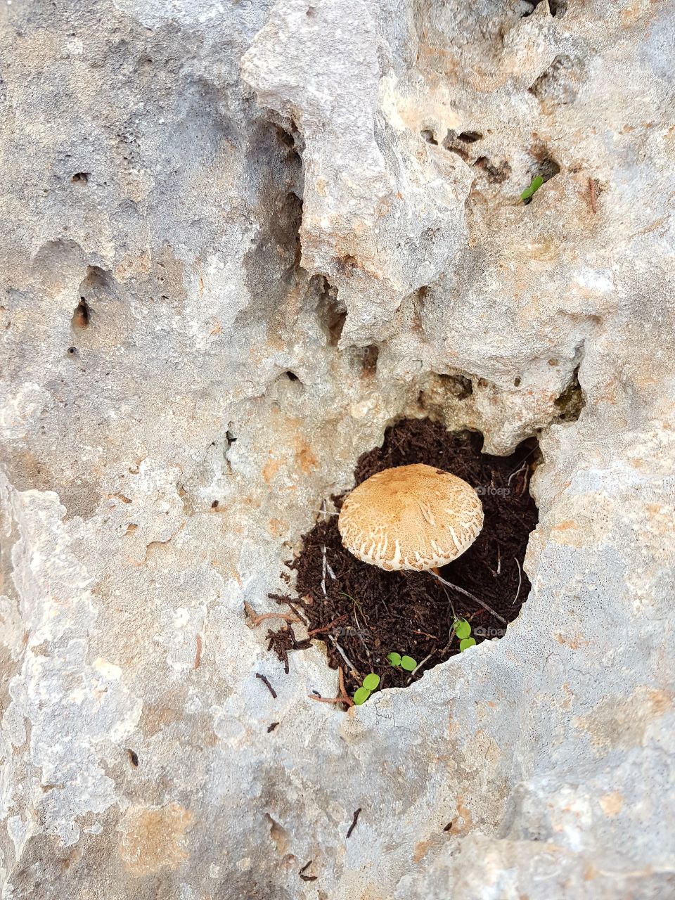 mushroom