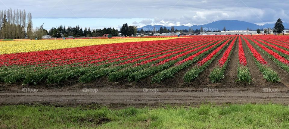 Foap Mission  Spring Vs  Winter!  Tulip Fields of Washington State’s Skagit Valley Tulip Fields!!       👍