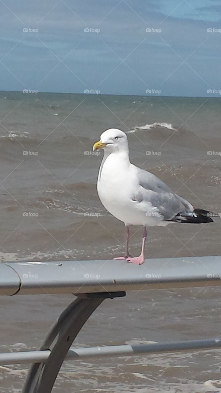 seagull modelling  in blackpool