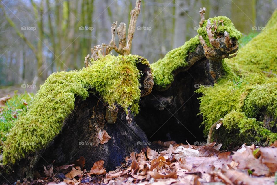 Mossy tree stump