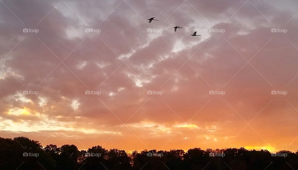 Swans in flight at sunset 2