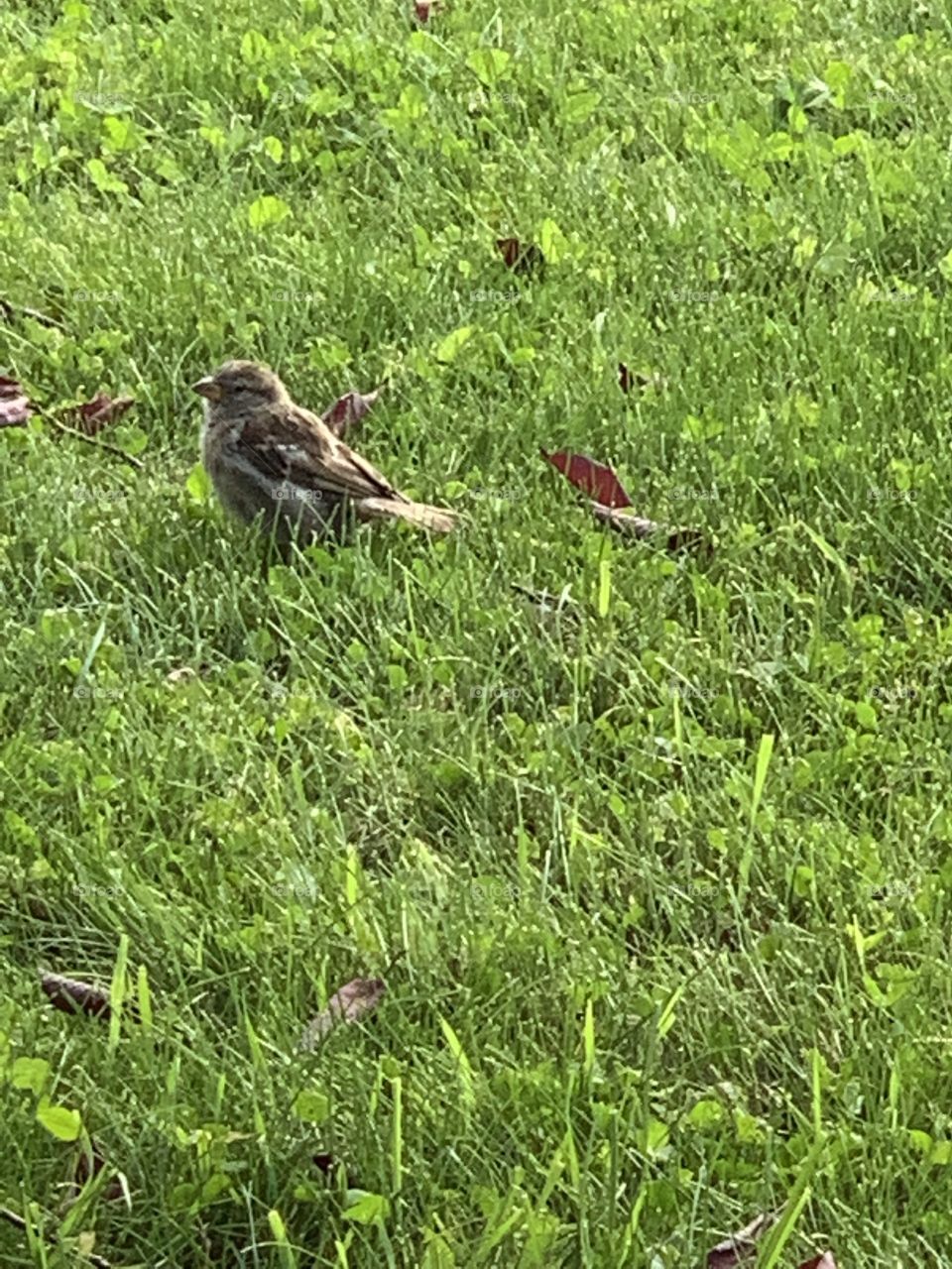 Bird on my front lawn 