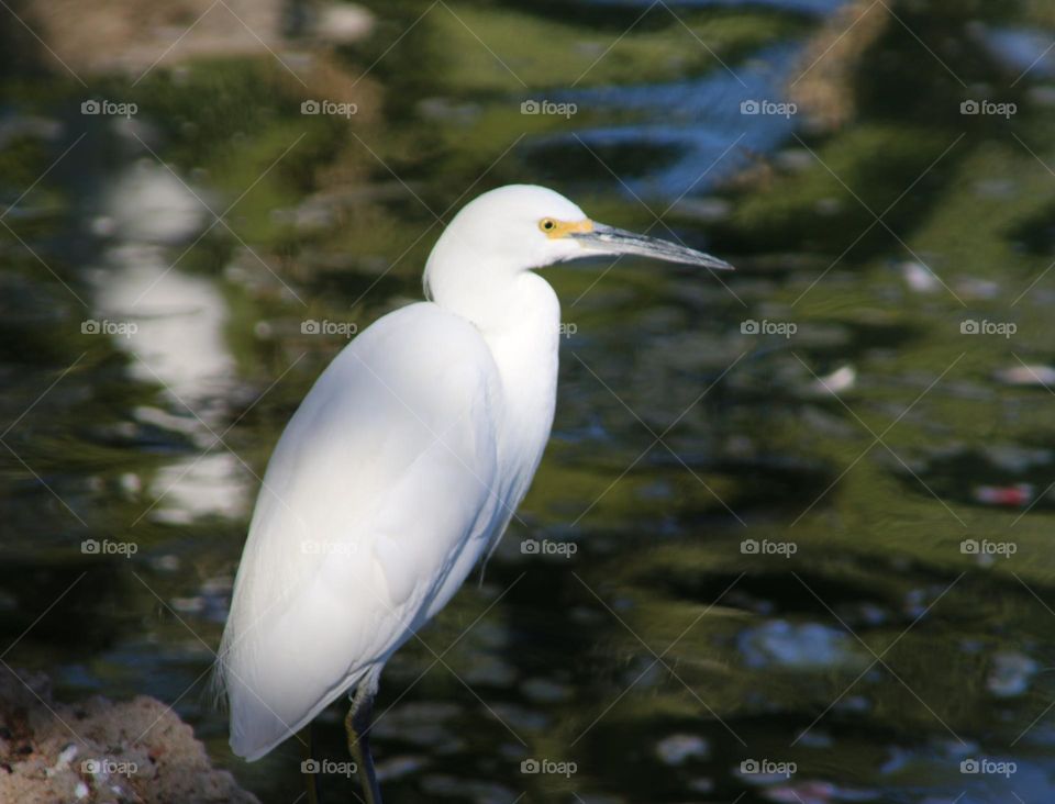White Egret on the Lake