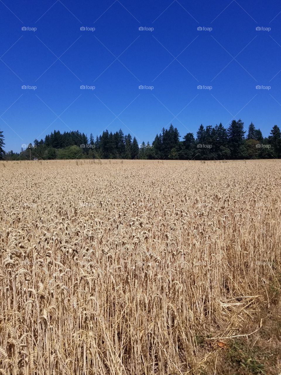 On the edge of the wheat field, extending for miles into the depths of forest, reaching above, grasping an intense blue sky