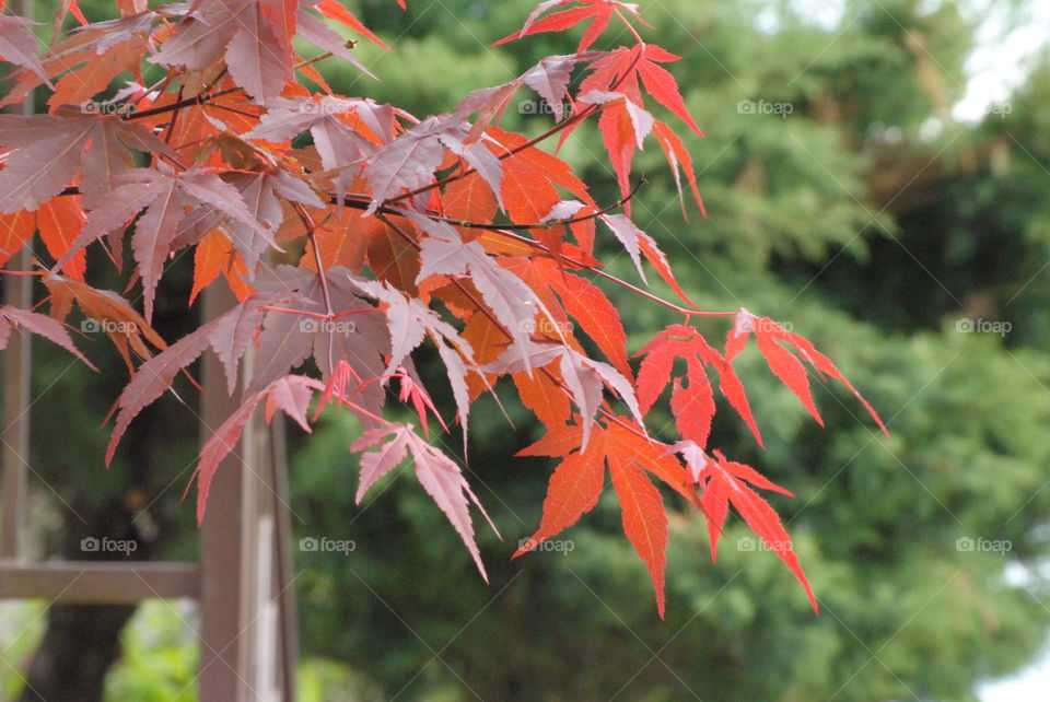 red maple leafs on branch