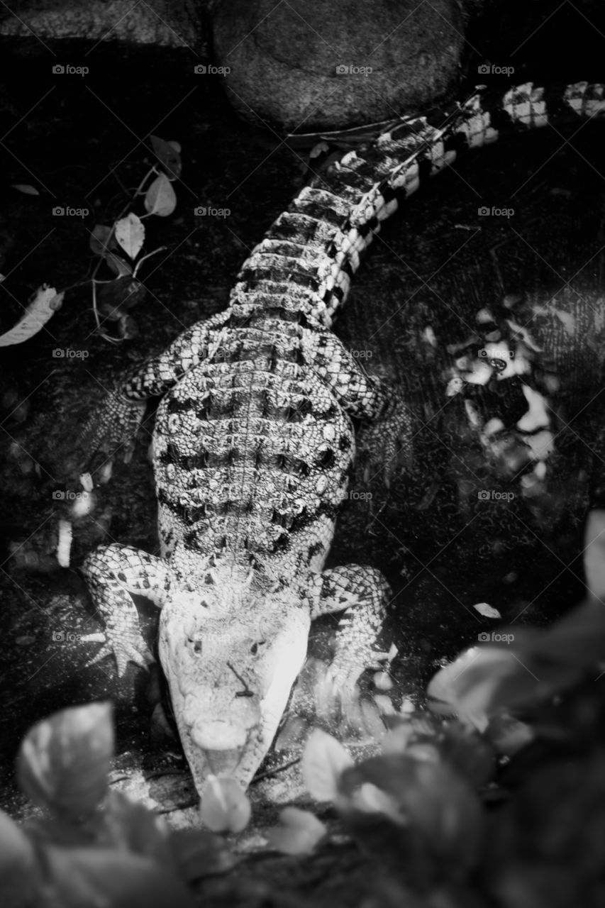 This is from a recent trip to the Puerto Vallarta Zoo. We were so close to the animals through out our walk that I never had to switch out my 50mm lens. The crocodiles were fun, though honestly you can get a better look at the wild ones at the marina.