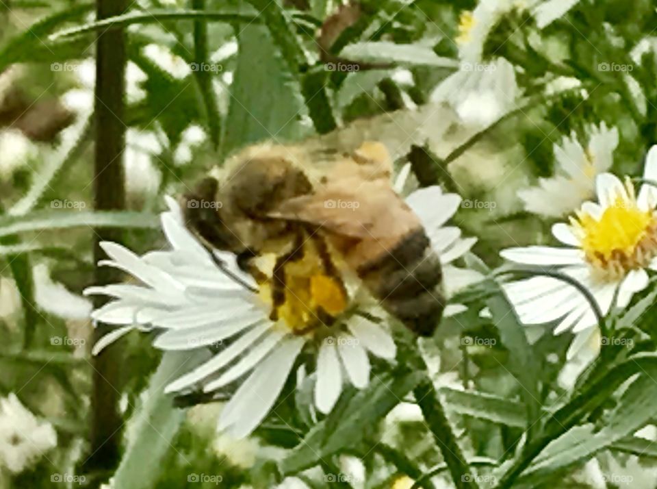 Collecting Pollen Closeup 2