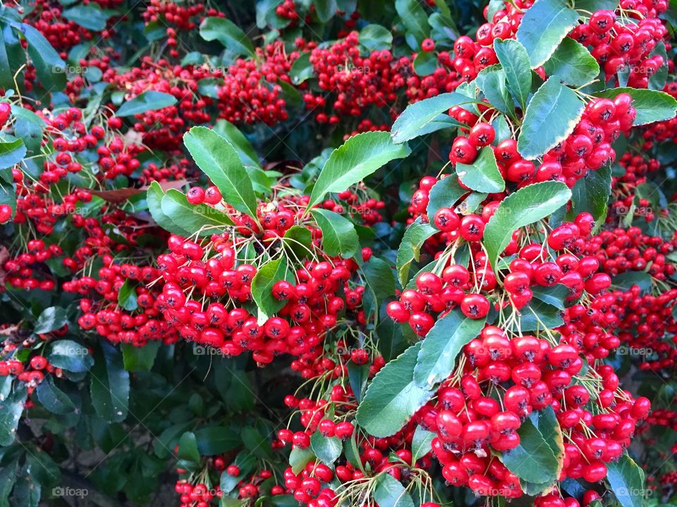 Branch autumn red berrys