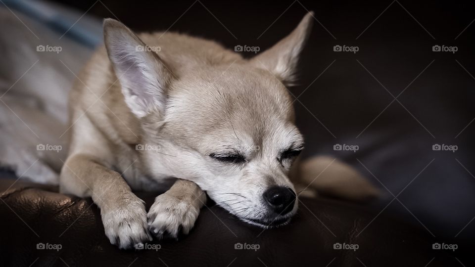 Cute Chihuahua