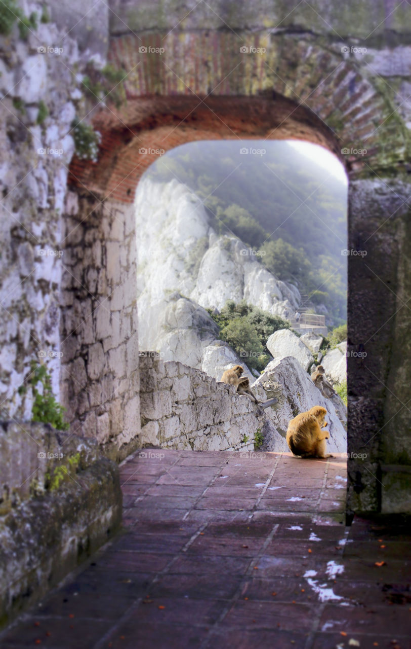 Monkeys Arch. Atop of the rock of Gibraltar a monkey rests 