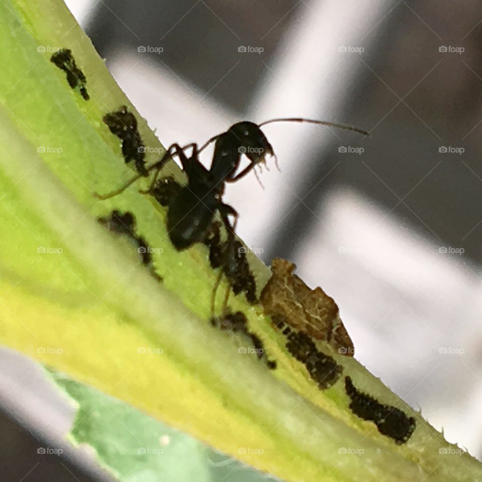 Ant protecting aphids.