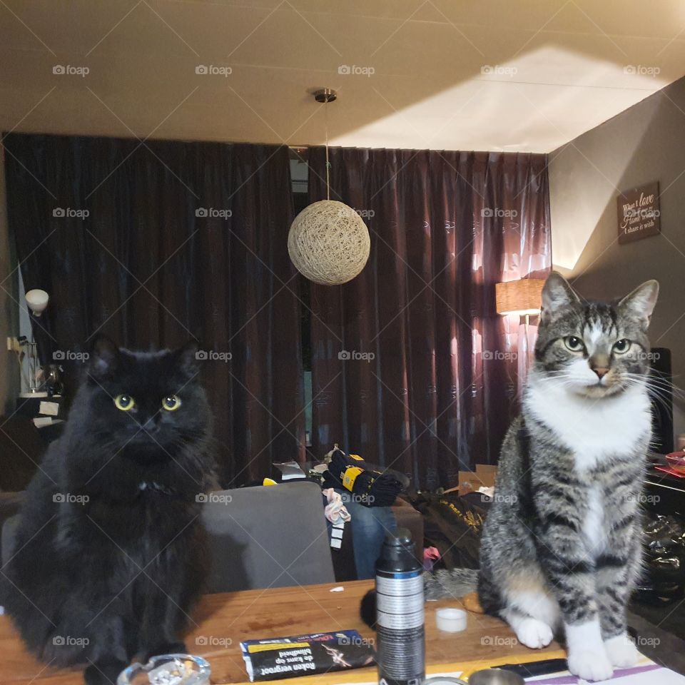 Two cats on the table