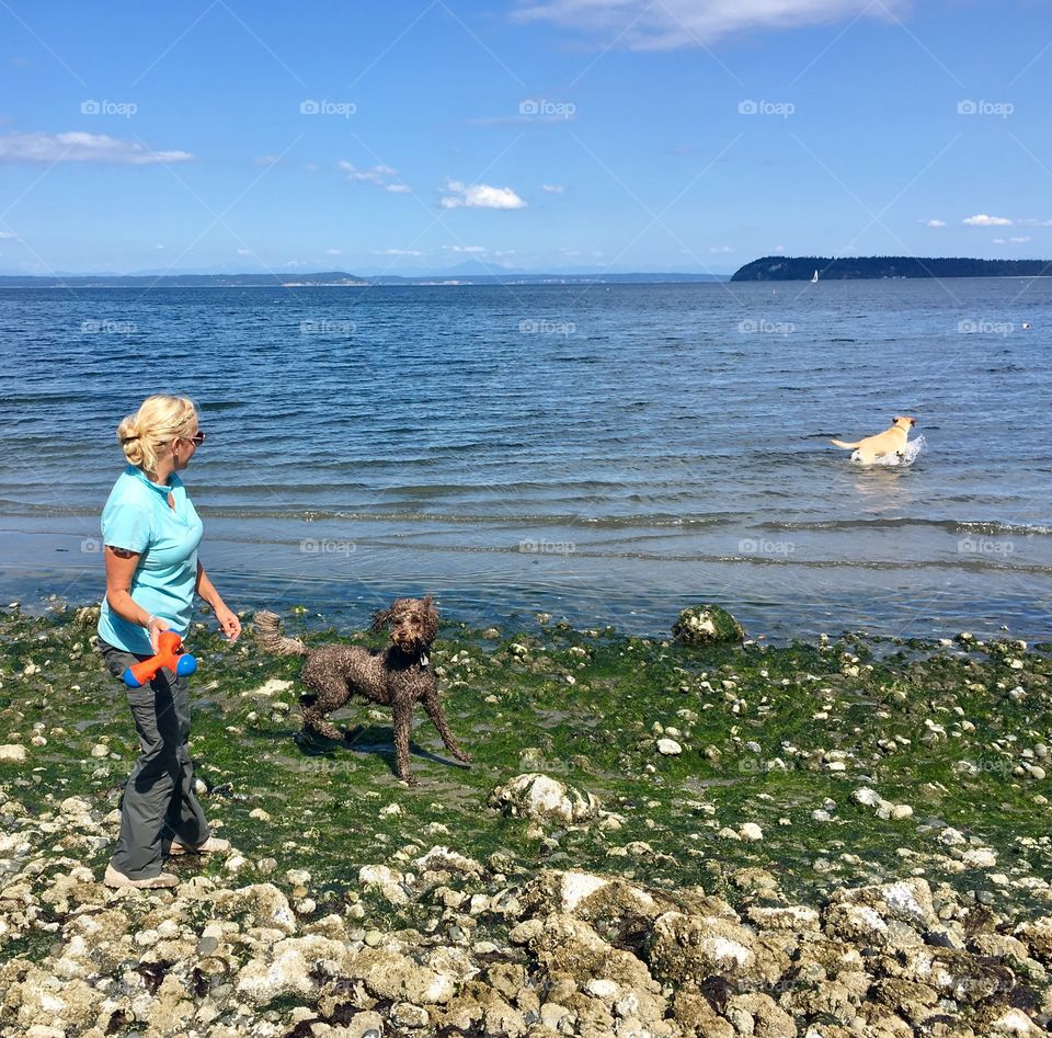 Dogs having fun at the beach