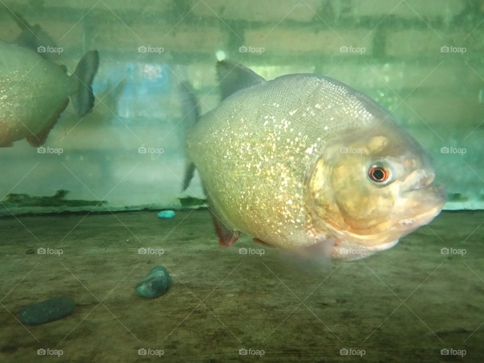 Piranha Fish