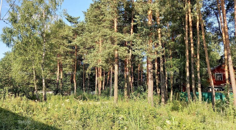 Rest in forest areas