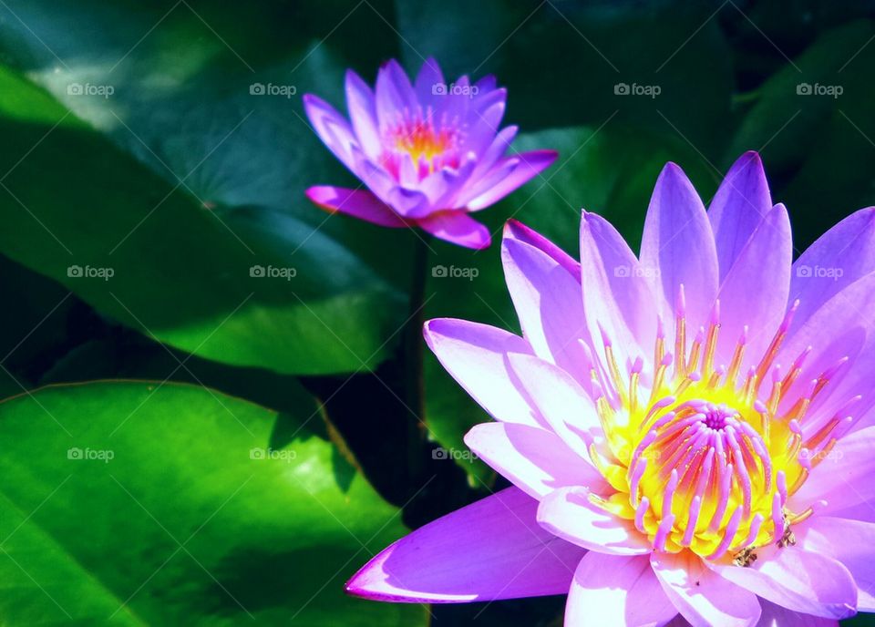 Close up of lotus flower
