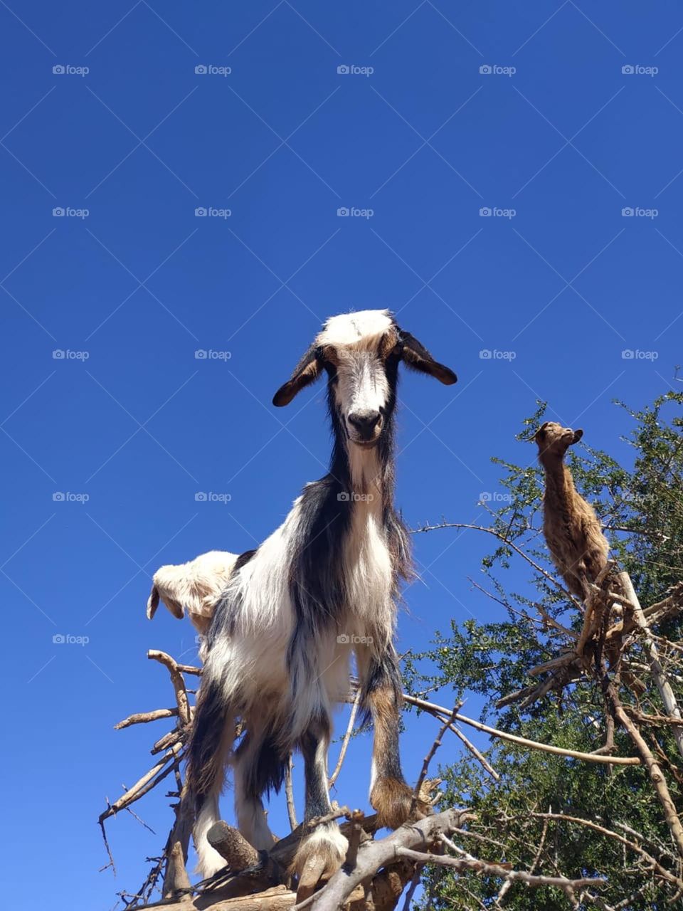 Beautiful goats on argania spinosa at essaouira City in Morocco.