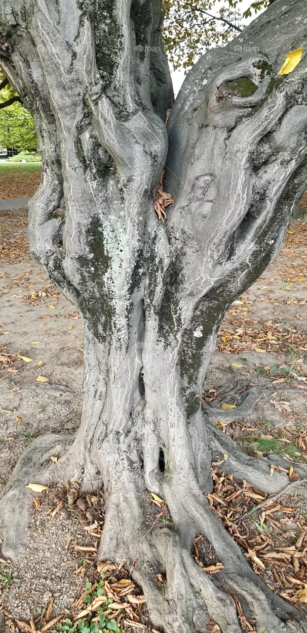 the tree