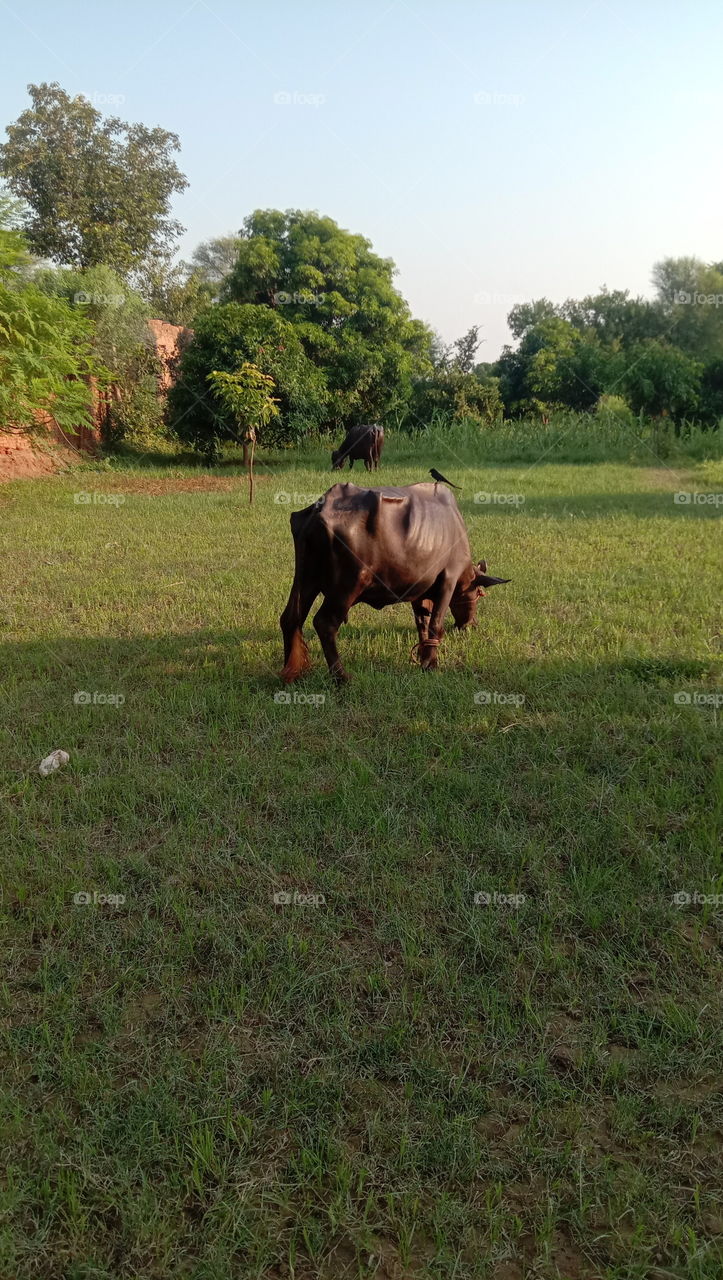 befallow eating grass in field