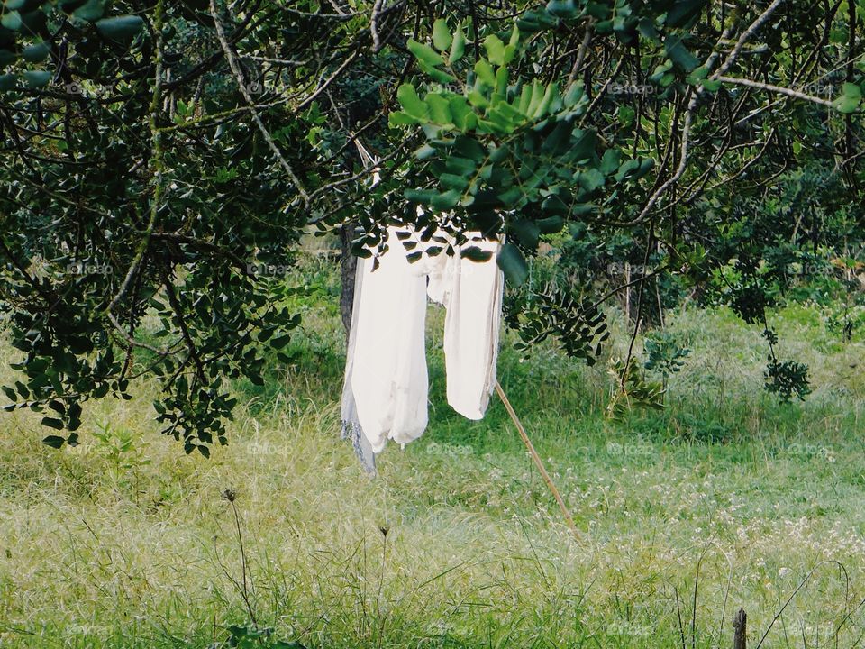 White sheets hanging on the tree