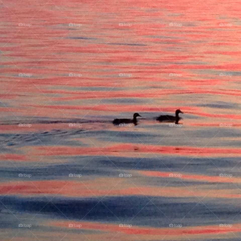 Ducks in the morning . Morning on Cedar Creek 
