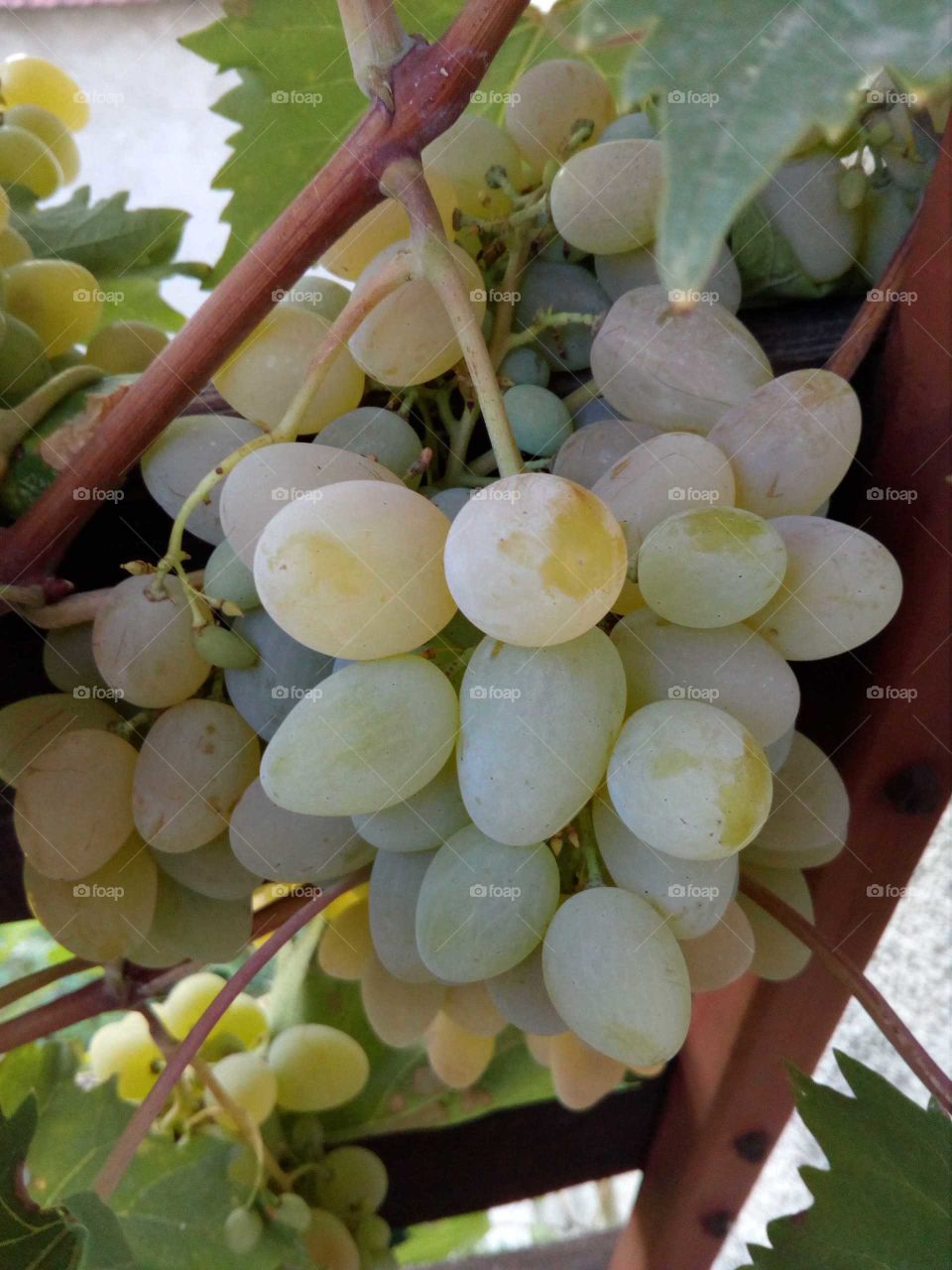 white grapes