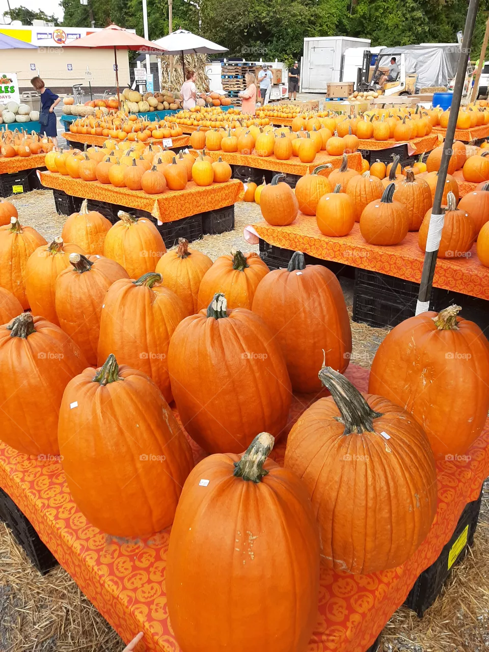 Pumkin patch .Pumkins